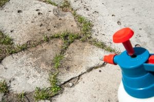 Is the Weedkiller Roundup Linked to Cancer?